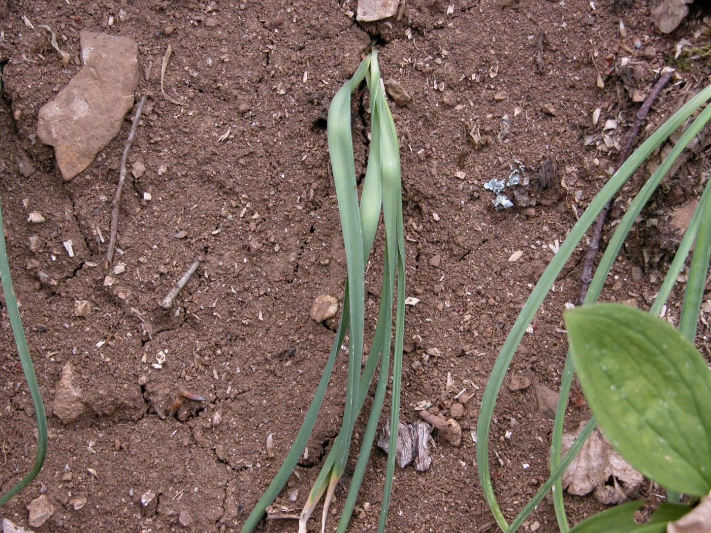 Bath Asparagus leaf